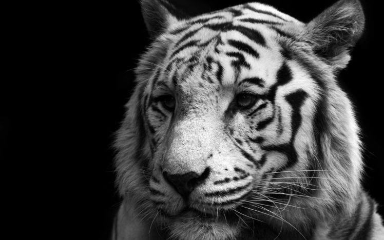 animals, Tigers, Feline, Monochrome, Black, Background HD Wallpaper Desktop Background