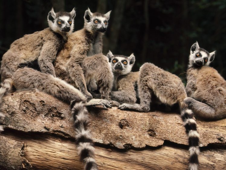 animals, Madagascar, Lemurs HD Wallpaper Desktop Background
