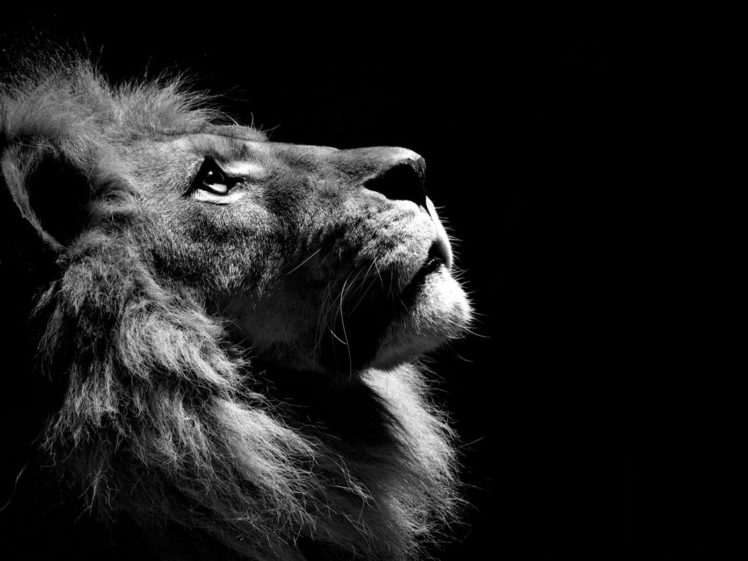 black, And, White, Animals, Lions HD Wallpaper Desktop Background