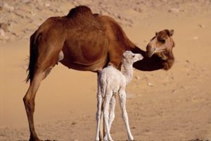 animals, Camels, Baby, Animals