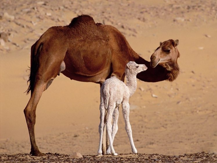 animals, Camels, Baby, Animals HD Wallpaper Desktop Background