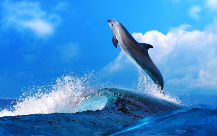 dolphin, Mood, Fun, Happy, Ocean, Sea, Waves, Splash, Drops HD Wallpaper Desktop Background