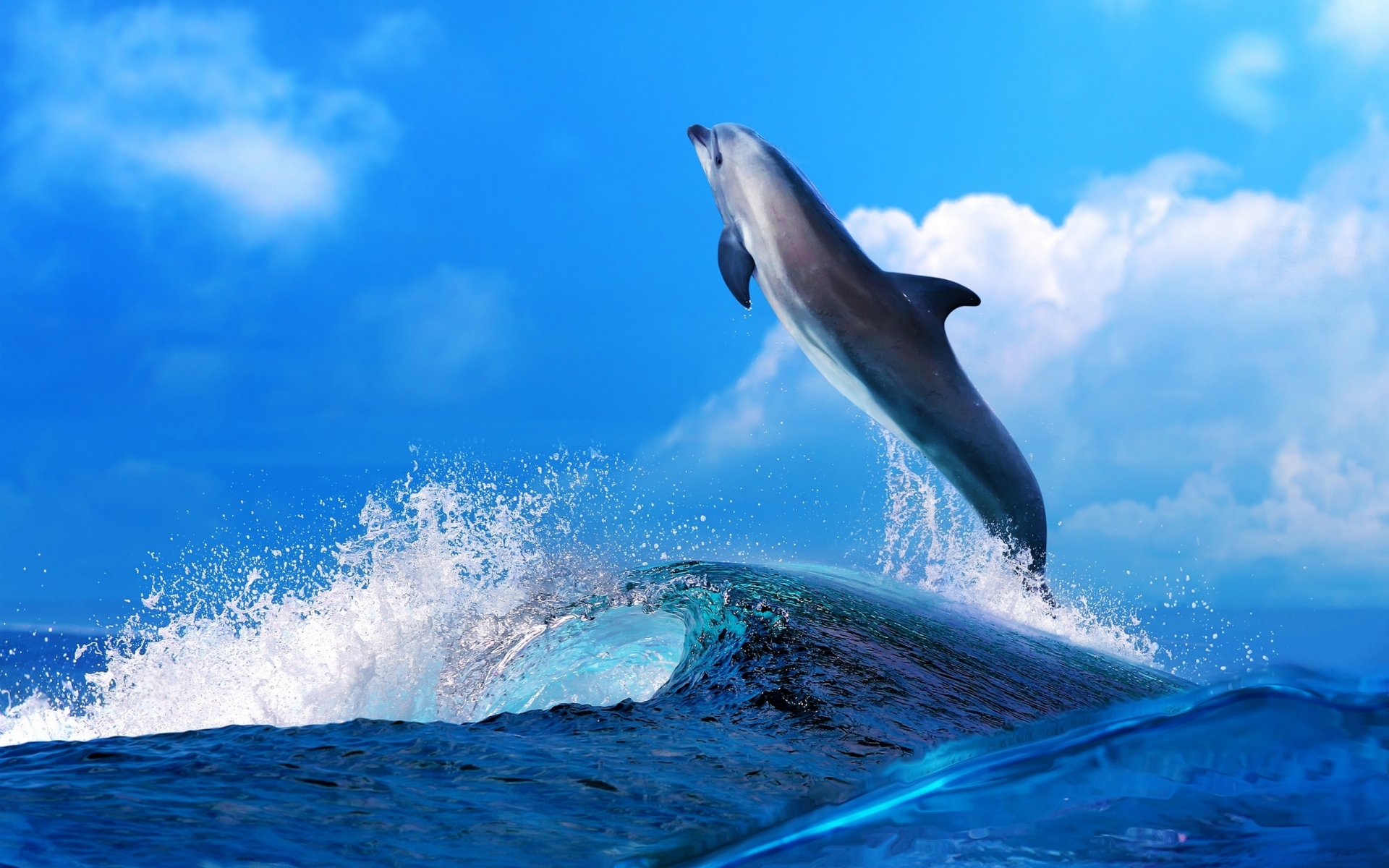 dolphin, Mood, Fun, Happy, Ocean, Sea, Waves, Splash, Drops Wallpaper