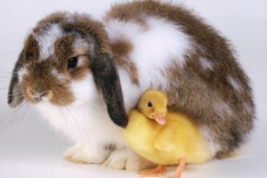 bunnies, Birds, Animals, Chicks,  chickens , Baby, Birds