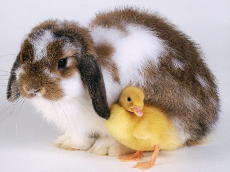 bunnies, Birds, Animals, Chicks,  chickens , Baby, Birds HD Wallpaper Desktop Background