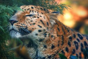 cute, Amur, Leopard