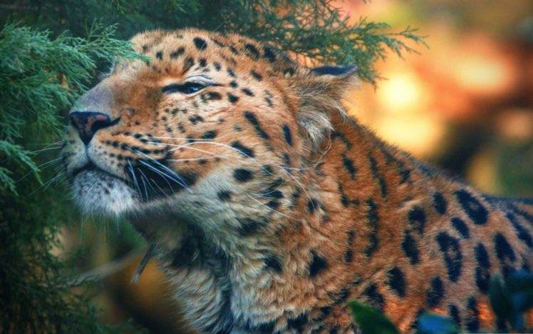 cute, Amur, Leopard HD Wallpaper Desktop Background