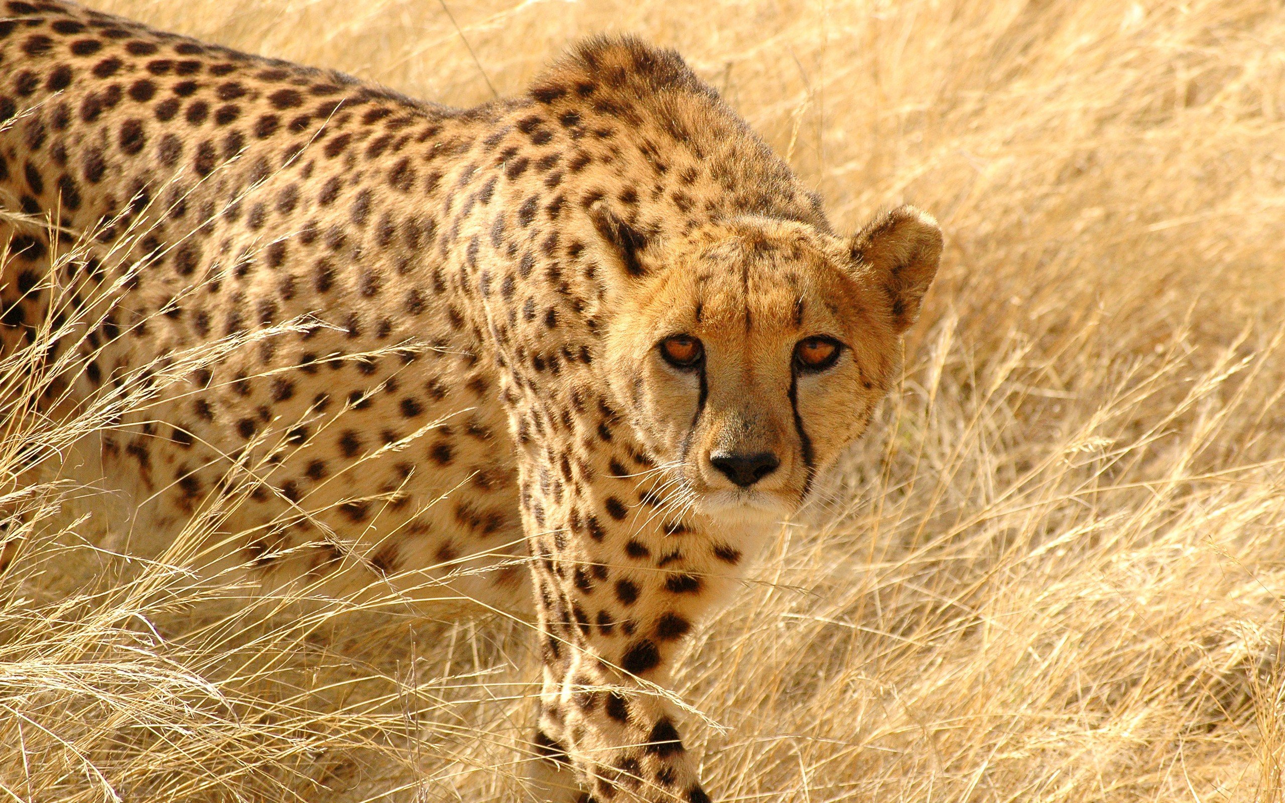 animals, Cheetahs, Feline Wallpaper