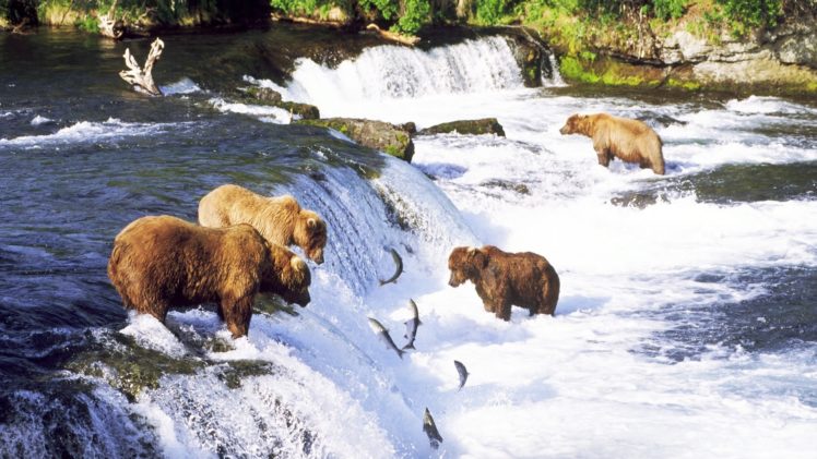 grizzly, Bears, Alaska, Fishes, Salmon, Rivers, Nature HD Wallpaper Desktop Background