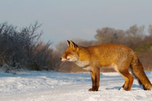 nature, Winter, Snow, Animals, Foxes