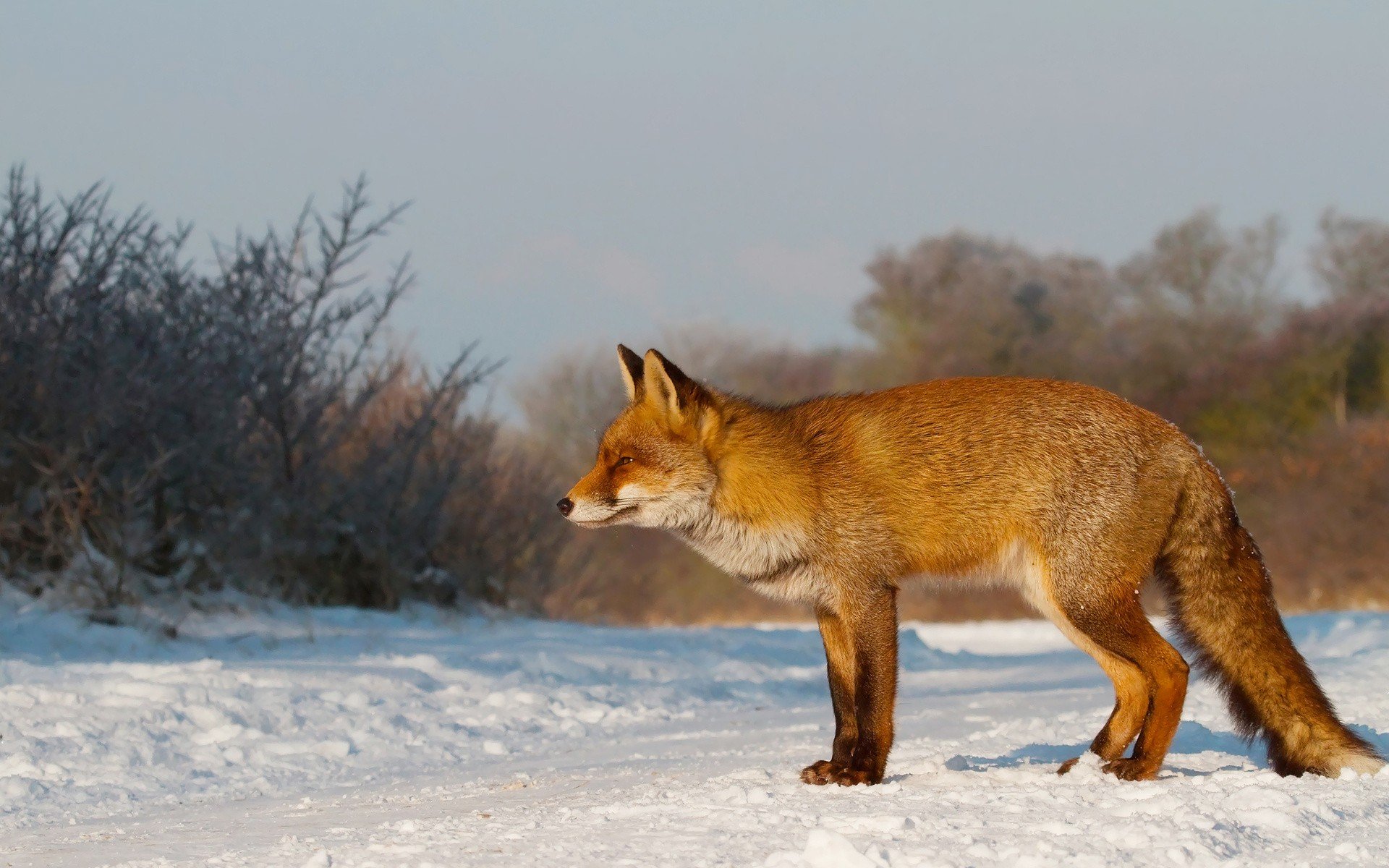 nature, Winter, Snow, Animals, Foxes Wallpaper