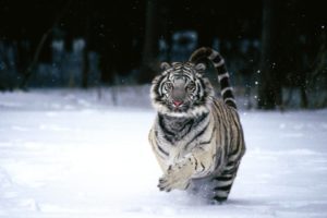 animals, Tigers, White, Tiger