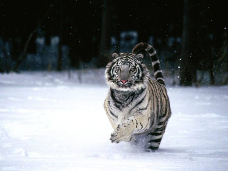animals, Tigers, White, Tiger HD Wallpaper Desktop Background