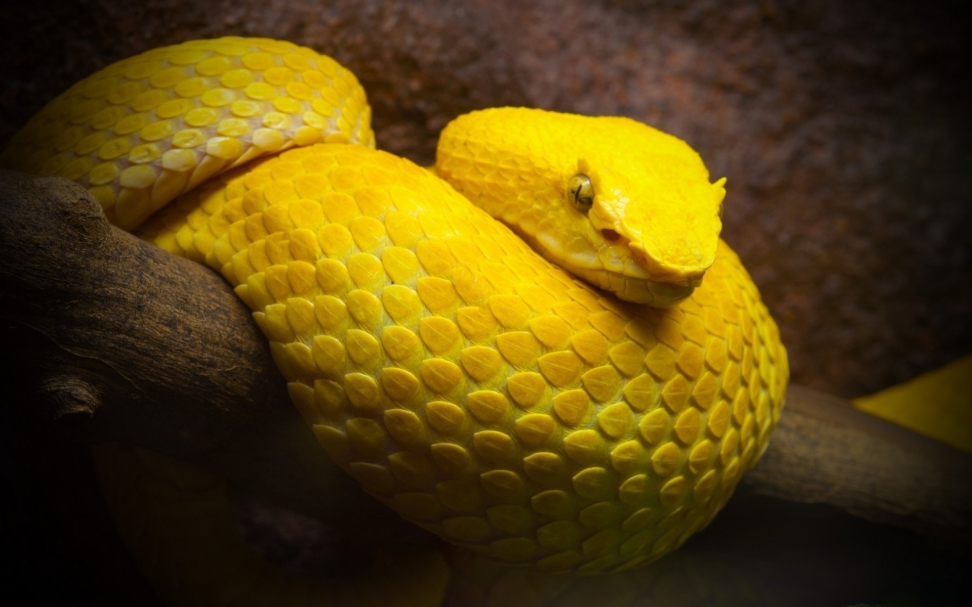 serpent, Snake Wallpaper