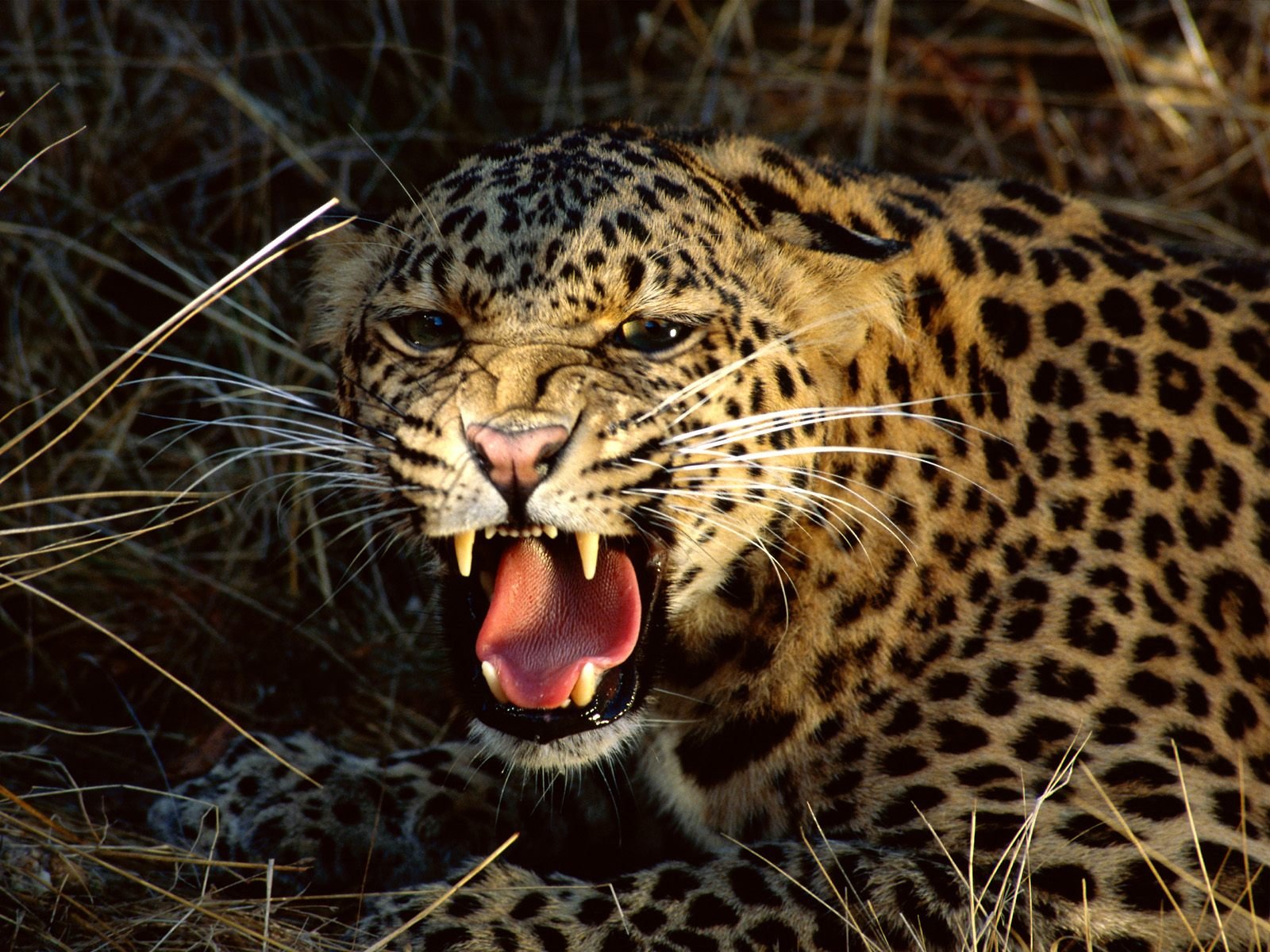 animals, Leopards Wallpaper