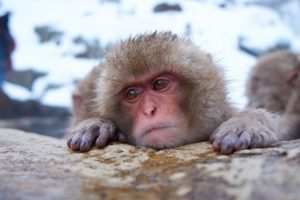 monkey, Snow, Face, Humor, Winter, Japan