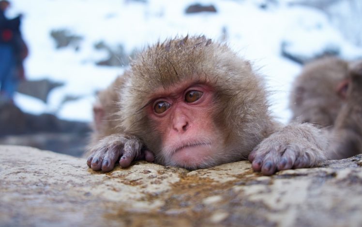 monkey, Snow, Face, Humor, Winter, Japan HD Wallpaper Desktop Background