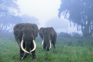 elephants, African, Tanzania, Area