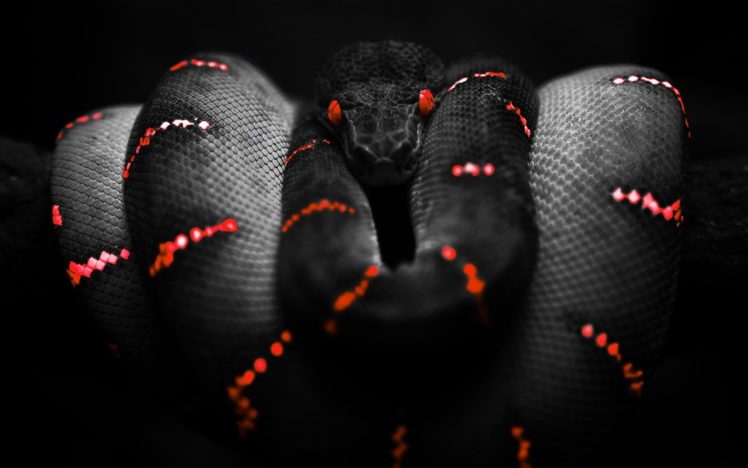 snakes, Selective, Coloring HD Wallpaper Desktop Background