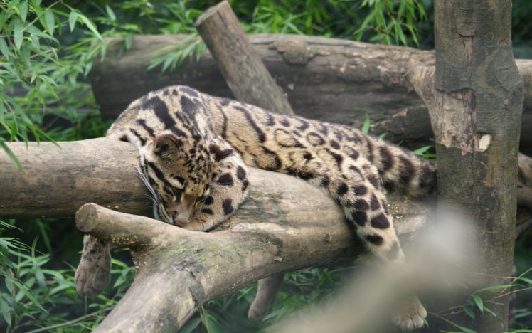 nature, Animals, Leopards HD Wallpaper Desktop Background