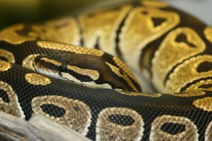 snakes, Python
