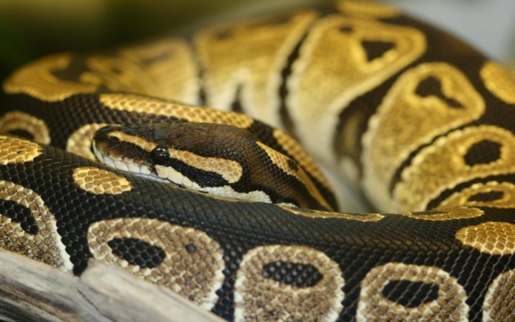 snakes, Python HD Wallpaper Desktop Background
