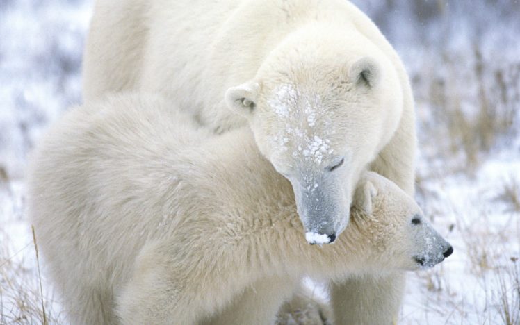 nature, Animals, Polar, Bears, Baby, Animals HD Wallpaper Desktop Background