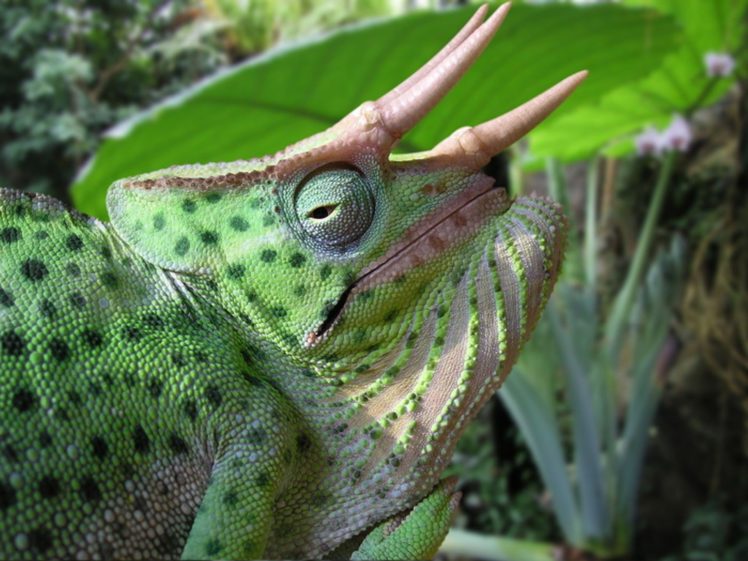 animals, Chameleons, Reptiles HD Wallpaper Desktop Background