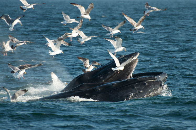 nature, Ocean, Sea, Bay, Harbor, Breach, Gulls, Birds HD Wallpaper Desktop Background