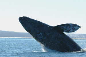 whales, Breach, Bay, Ocean, Sea, Sly, Coast, Shore