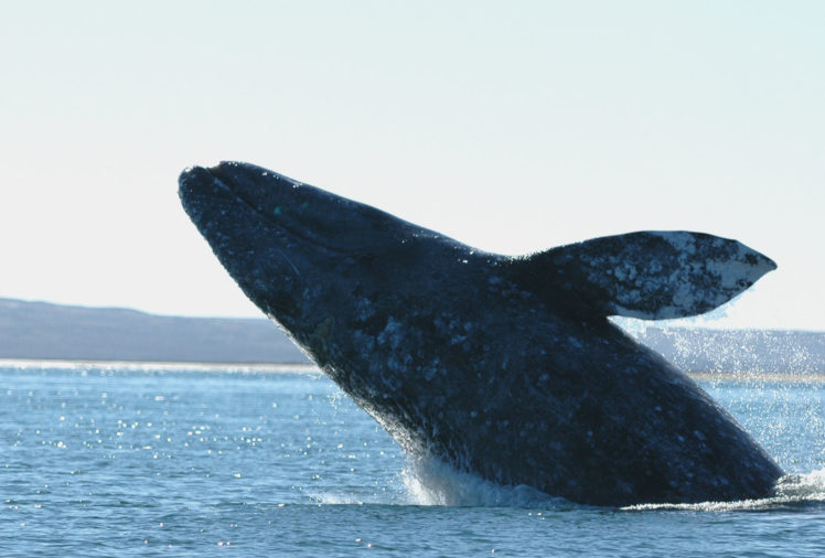 whales, Breach, Bay, Ocean, Sea, Sly, Coast, Shore HD Wallpaper Desktop Background