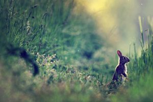 rabbit, Stands, On, Grass