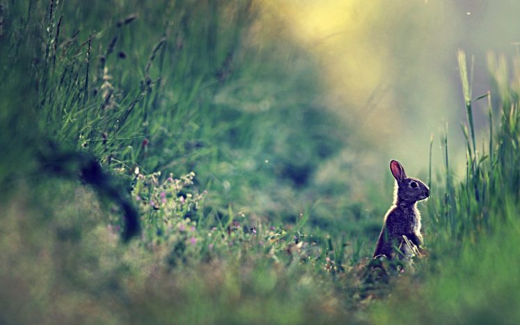 rabbit, Stands, On, Grass HD Wallpaper Desktop Background