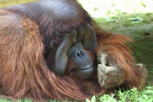 nature, Animals, Orangutans