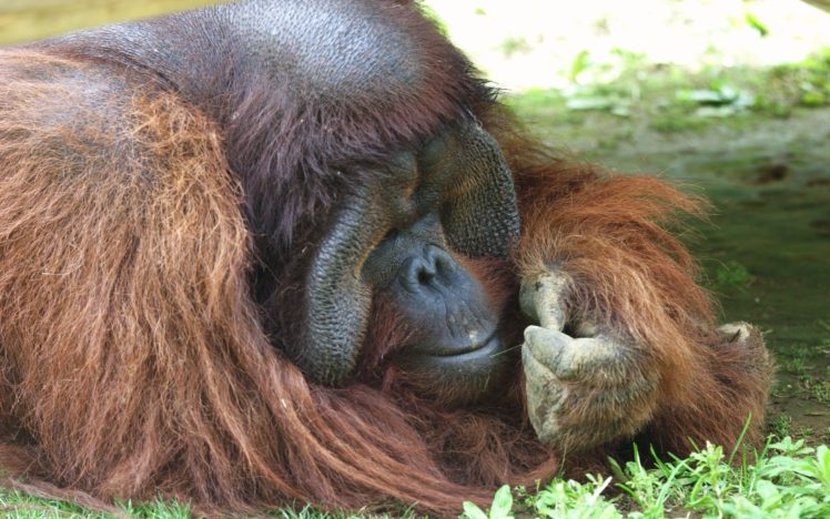 nature, Animals, Orangutans HD Wallpaper Desktop Background