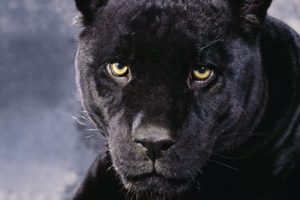 animals, Panthers