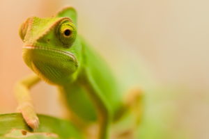 chameleon, Lizard, Reptile, Eyes, Macro, Nature