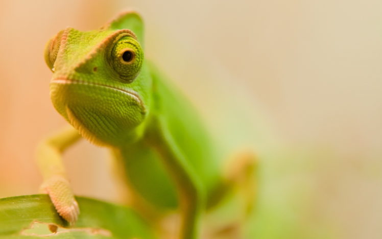 chameleon, Lizard, Reptile, Eyes, Macro, Nature HD Wallpaper Desktop Background