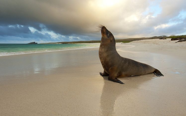 seals, Animals, Sea, Beaches HD Wallpaper Desktop Background