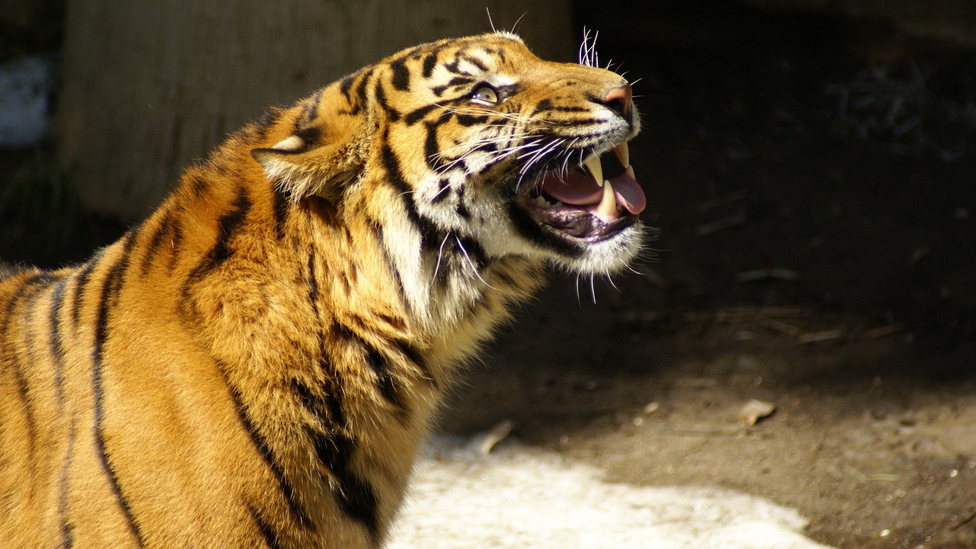 animals, Tigers Wallpaper