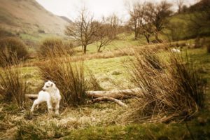 landscapes, Nature, Animals, Wales, Lambs, Baby, Animals