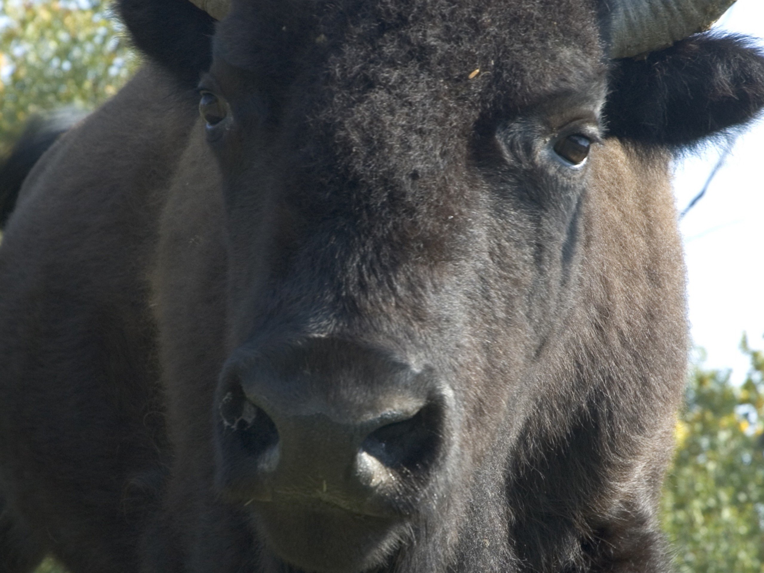 nature, Animals, Bison Wallpaper