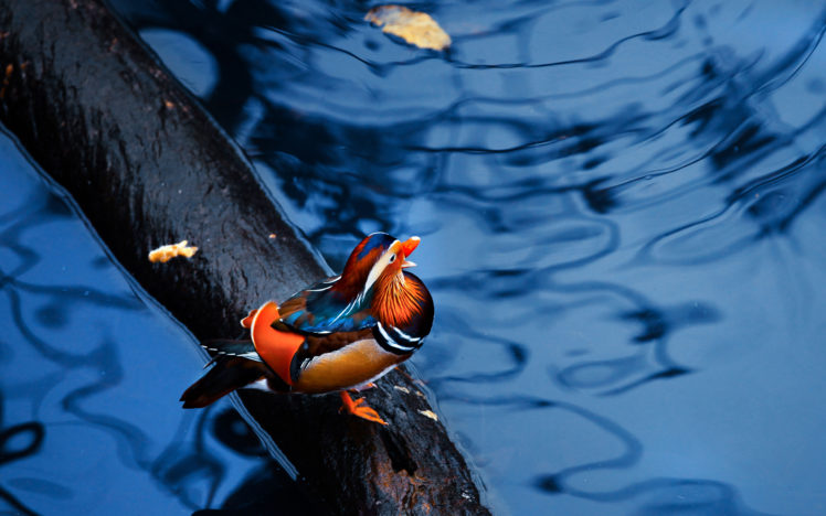 colorful, Duck HD Wallpaper Desktop Background