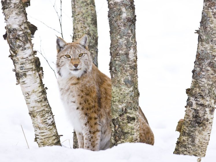 snow, Animals, Lynx HD Wallpaper Desktop Background