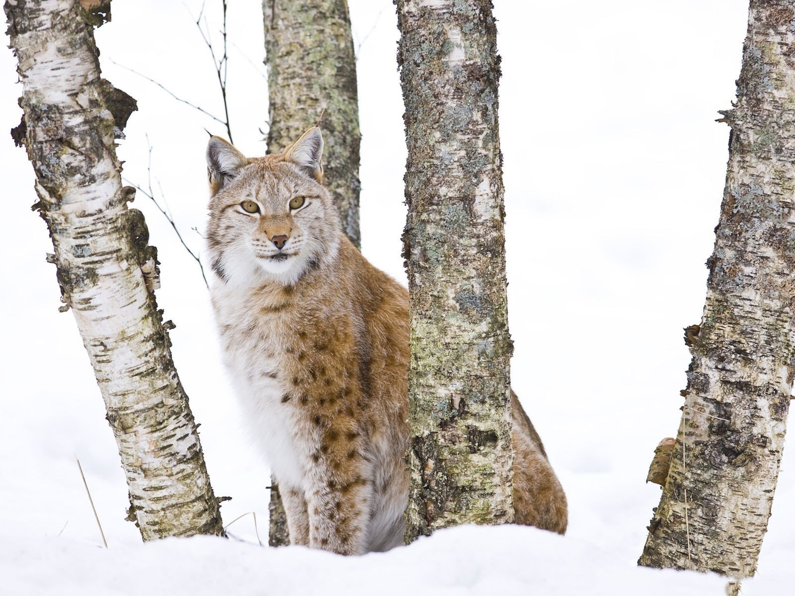 snow, Animals, Lynx Wallpaper