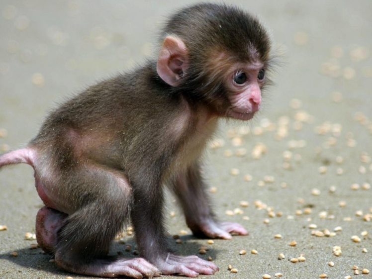 nature, Monkeys, Baby, Animals HD Wallpaper Desktop Background