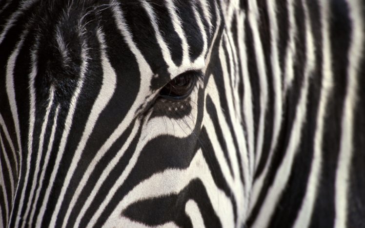close up, Animals, Zebras HD Wallpaper Desktop Background