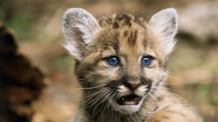 animals, Cubs HD Wallpaper Desktop Background