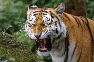 nature, Animals, Tigers, Yawns
