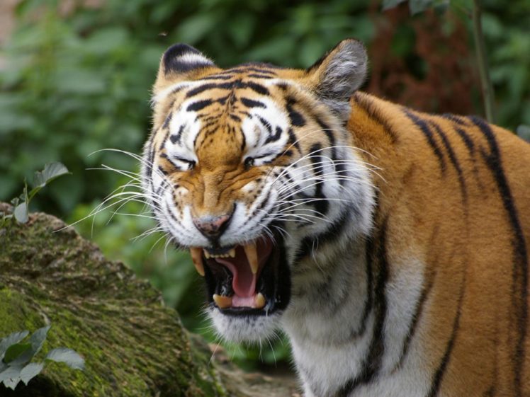 nature, Animals, Tigers, Yawns HD Wallpaper Desktop Background